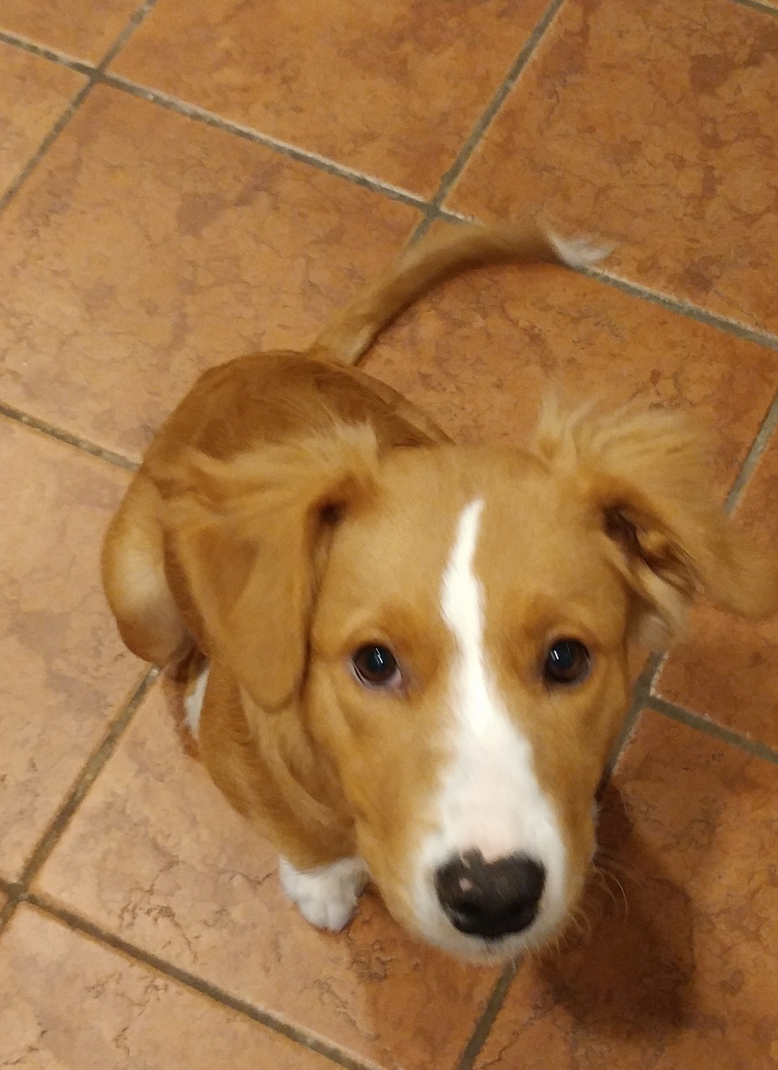 Pretzel Pete for Fido? Pretzel Pete